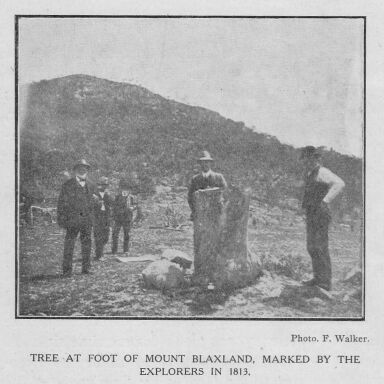 Tree at foot of Mt. Blaxland, marked by the explorers in 1813